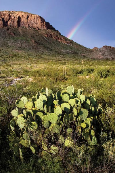 Chihuahuan Desert. by Larry Ditto multi panel art