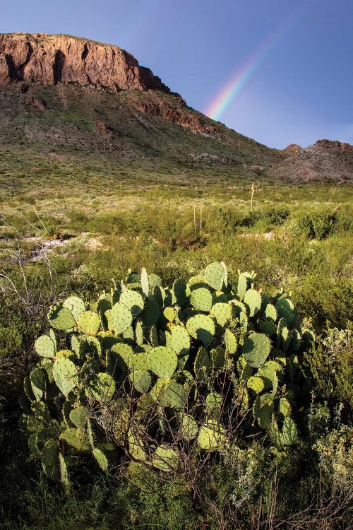 Chihuahuan Desert.