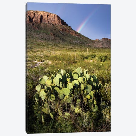 Chihuahuan Desert. Canvas Print #LDI26} by Larry Ditto Art Print