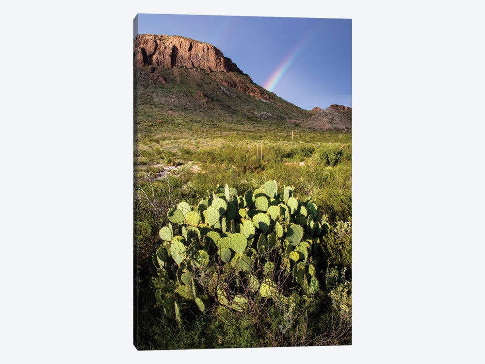 Chihuahuan Desert. by Larry Ditto 1-piece Canvas Artwork