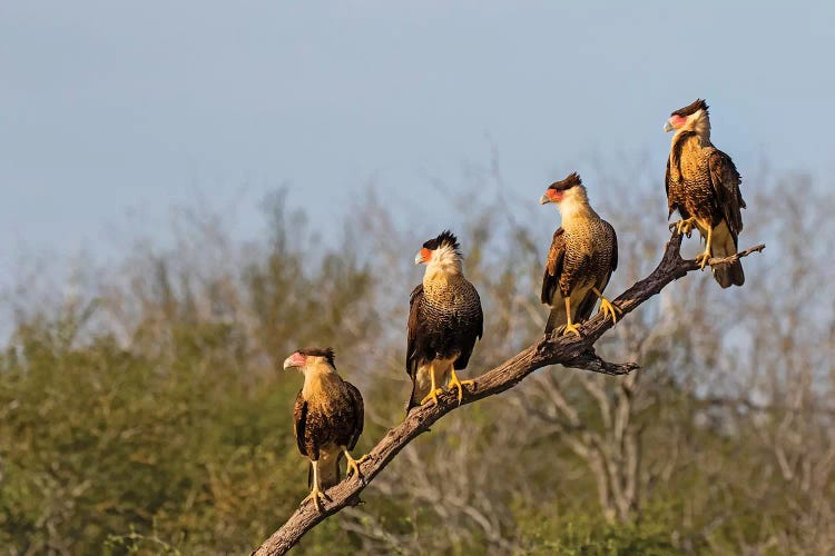 Crested caracara (Caracara cheriway).