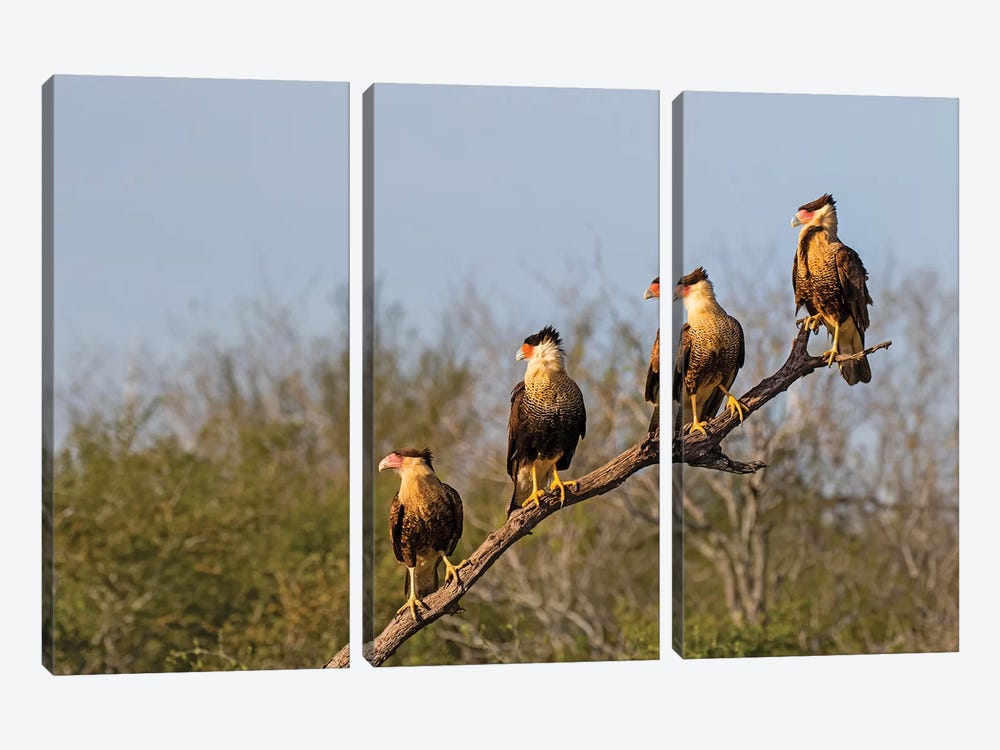 Crested caracara (Caracara cheriway). by Larry Ditto 3-piece Canvas Art Print