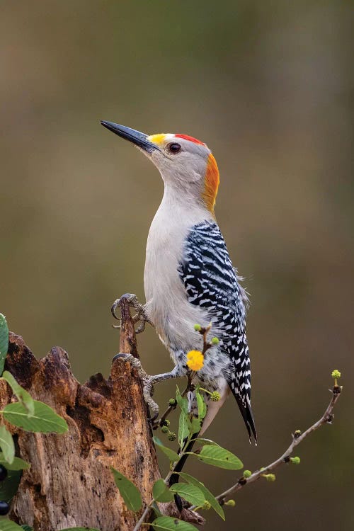 Golden-fronted woodpecker (Melanerpes aurifrons) foraging.