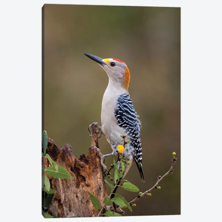 Golden-fronted woodpecker (Melanerpes aurifrons) foraging. Canvas Print #LDI28} by Larry Ditto Canvas Wall Art