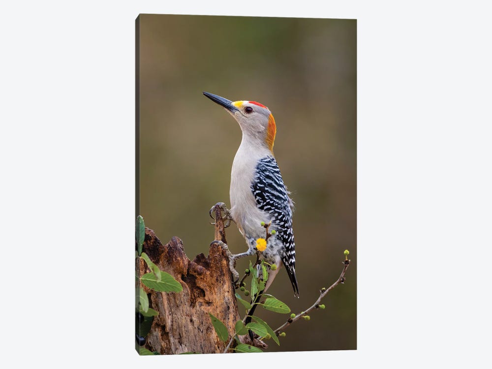 Golden-fronted woodpecker (Melanerpes aurifrons) foraging. by Larry Ditto 1-piece Canvas Wall Art
