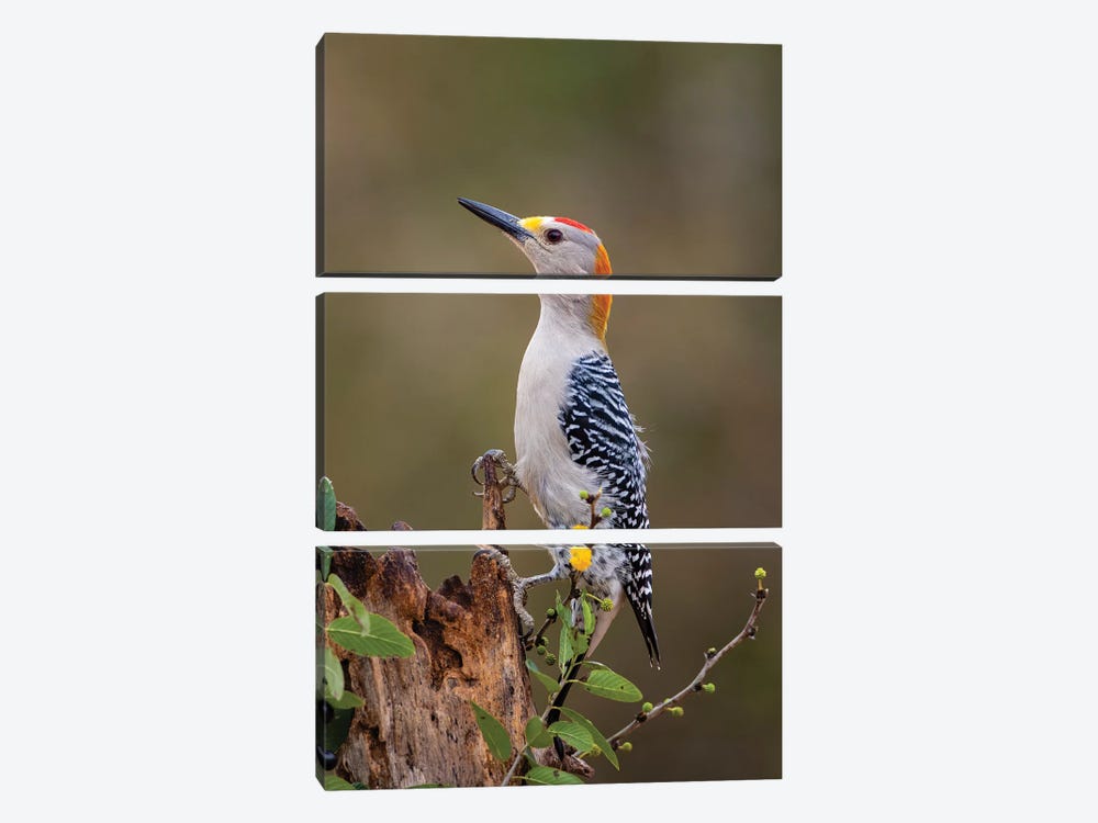 Golden-fronted woodpecker (Melanerpes aurifrons) foraging. by Larry Ditto 3-piece Canvas Artwork