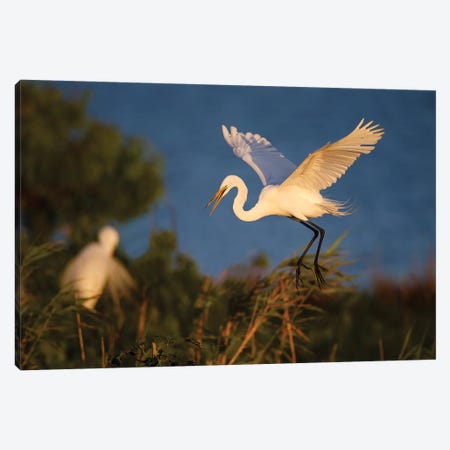 Great Egret (Ardea alba) Canvas Print #LDI29} by Larry Ditto Canvas Artwork