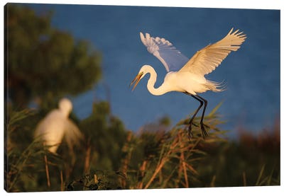 Great Egret (Ardea alba) Canvas Art Print
