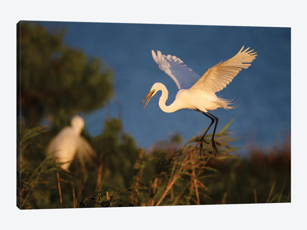 Great Egret (Ardea alba) by Larry Ditto 1-piece Canvas Art Print