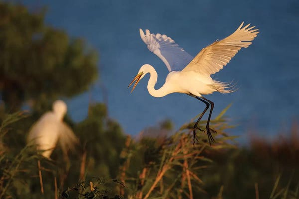 Egrets: Great Egret (Ardea alba) by Larry Ditto