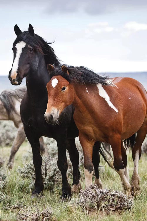 Wild Horses Roaming The Prairie, Cody, Park County, Wyoming, USA