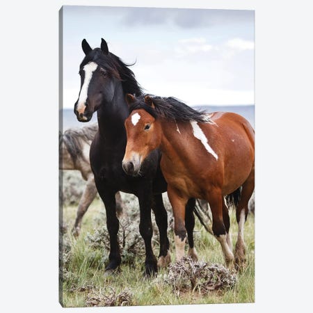 Wild Horses Roaming The Prairie, Cody, Park County, Wyoming, USA Canvas Print #LDI2} by Larry Ditto Canvas Art