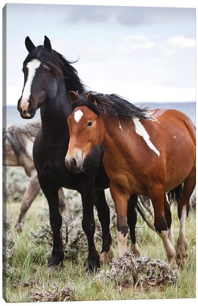 Wild Horses Roaming The Prairie, Cody, Park County, Wyoming, USA Canvas Art Print