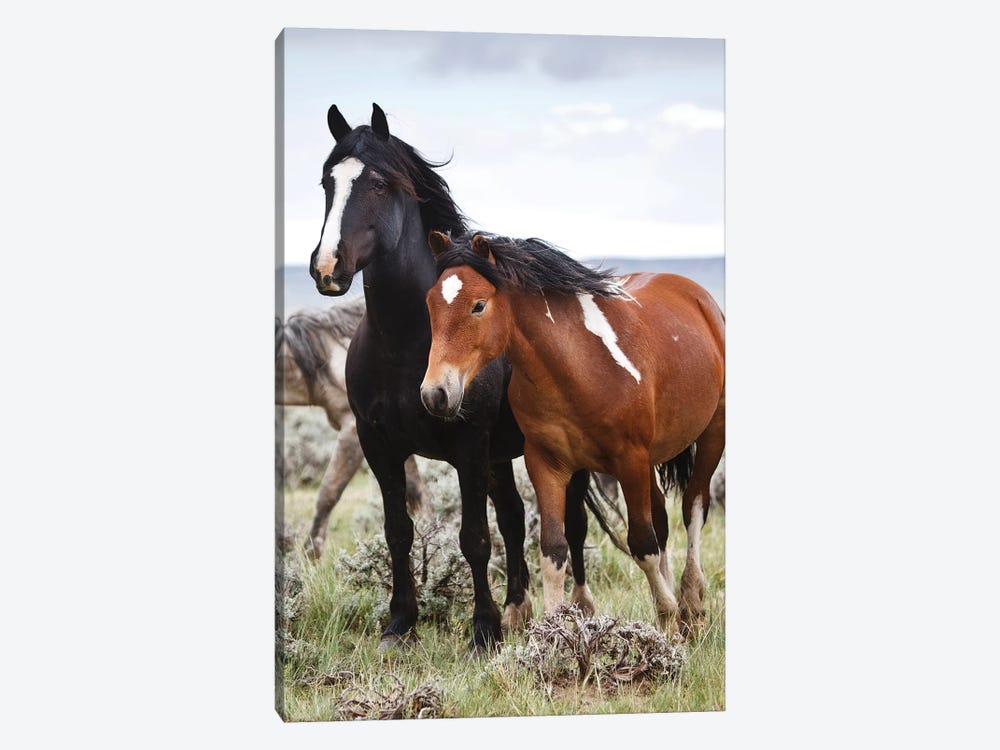 Wild Horses Roaming The Prairie, Cody, Park County, Wyoming, USA by Larry Ditto 1-piece Canvas Art