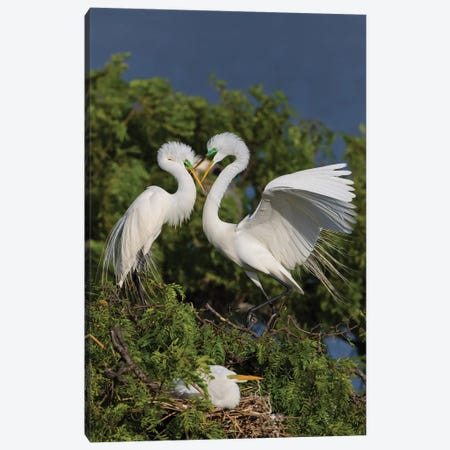 Great Egret landing at nest Canvas Print #LDI30} by Larry Ditto Canvas Art Print
