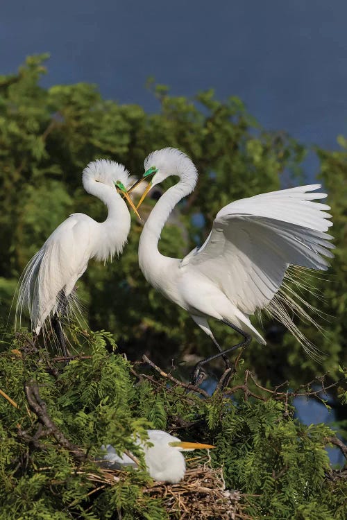 Great Egret landing at nest