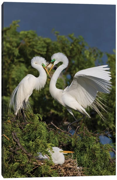 Great Egret landing at nest Canvas Art Print