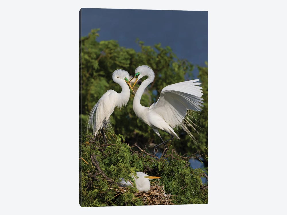 Great Egret landing at nest by Larry Ditto 1-piece Canvas Print