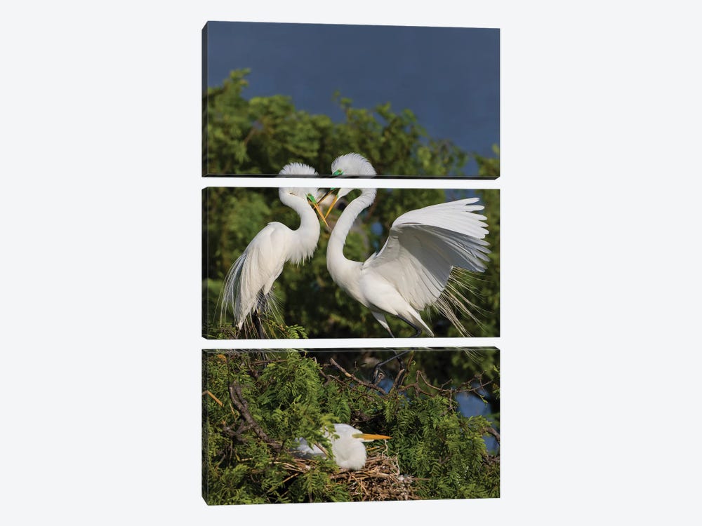 Great Egret landing at nest by Larry Ditto 3-piece Canvas Art Print