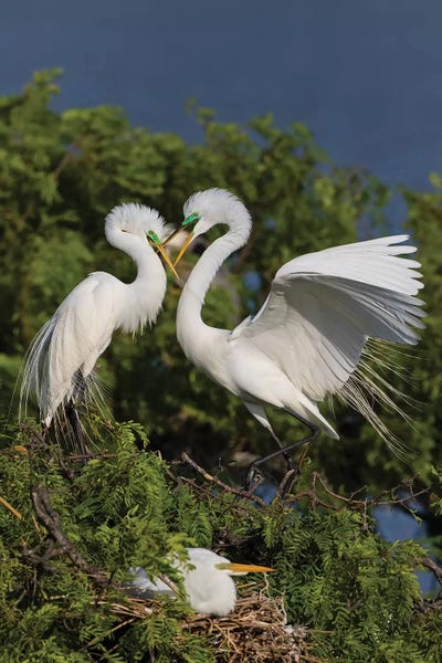 Great Egret landing at nest