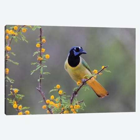 Green jay (Cyanocorax yncas) perched. Canvas Print #LDI31} by Larry Ditto Canvas Print