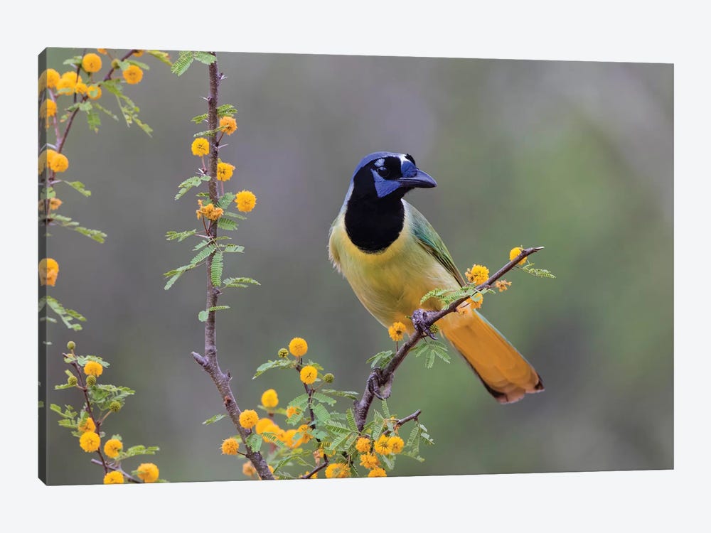 Green jay (Cyanocorax yncas) perched. by Larry Ditto 1-piece Canvas Art