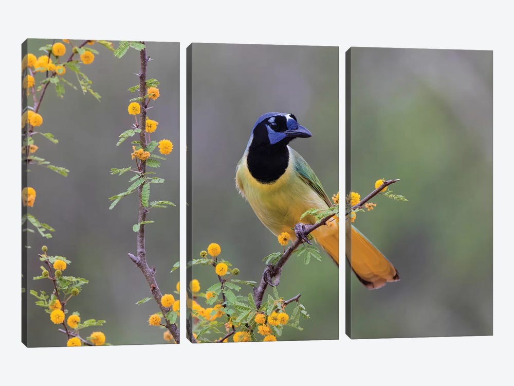 Green jay (Cyanocorax yncas) perched. by Larry Ditto 3-piece Canvas Art