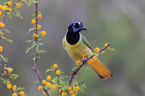 Larry Ditto: Green jay (Cyanocorax yncas) perched. by Larry Ditto