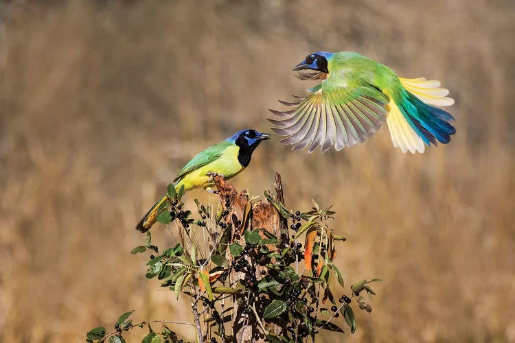 Green jay (Cyanocorax yncas) perching.