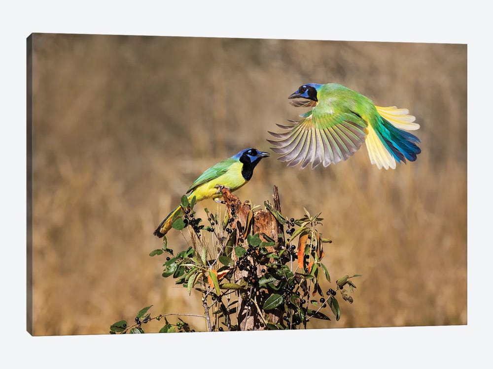 Green jay (Cyanocorax yncas) perching. by Larry Ditto 1-piece Canvas Art Print