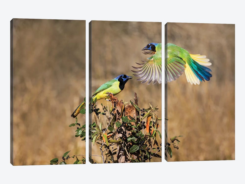 Green jay (Cyanocorax yncas) perching. by Larry Ditto 3-piece Canvas Art Print
