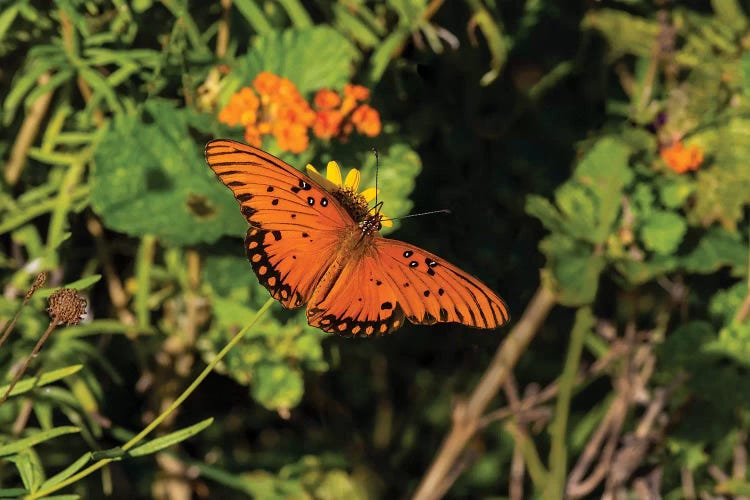 Gulf Fritillary (Agraulis vanillae) butterfly on Lantana flowers.