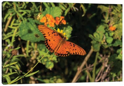 Gulf Fritillary (Agraulis vanillae) butterfly on Lantana flowers. Canvas Art Print