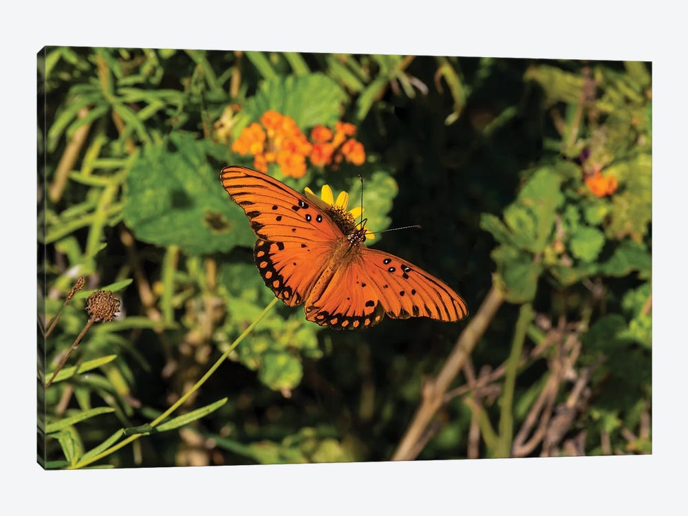 Gulf Fritillary (Agraulis vanillae) butterfly on Lantana flowers. by Larry Ditto 1-piece Canvas Art