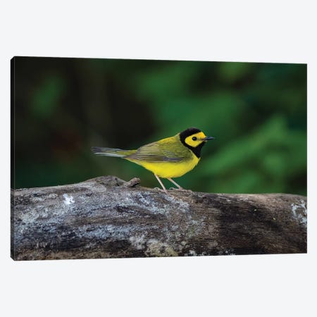 Hooded Warbler (Wilsonia citrina) on limb Canvas Print #LDI34} by Larry Ditto Canvas Art