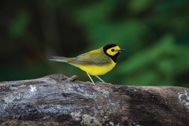 Hooded Warbler (Wilsonia citrina) on limb