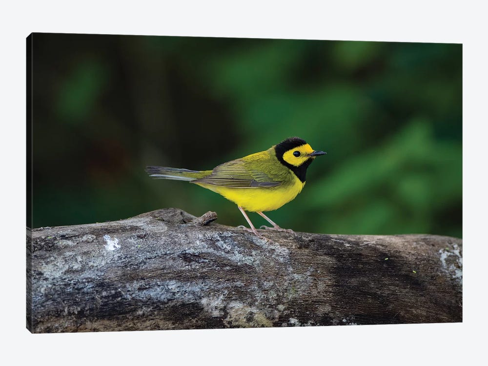 Hooded Warbler (Wilsonia citrina) on limb by Larry Ditto 1-piece Canvas Art Print