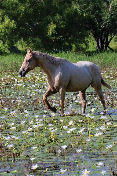 Horse wading in shallow pond.