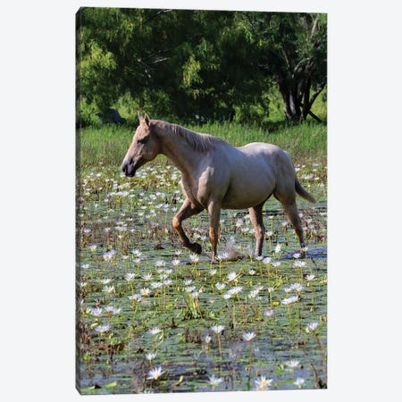 Horse wading in shallow pond. Canvas Print #LDI35} by Larry Ditto Canvas Artwork