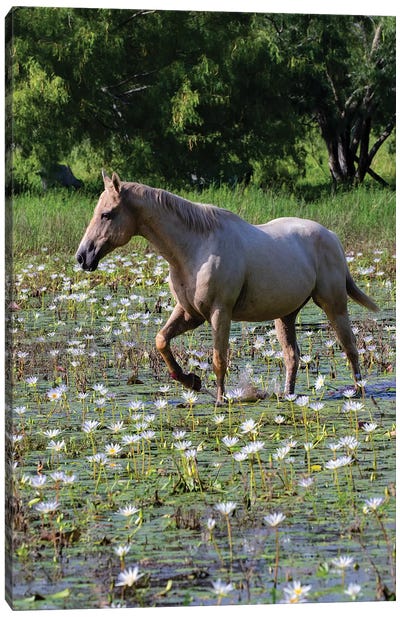 Horse wading in shallow pond. Canvas Art Print