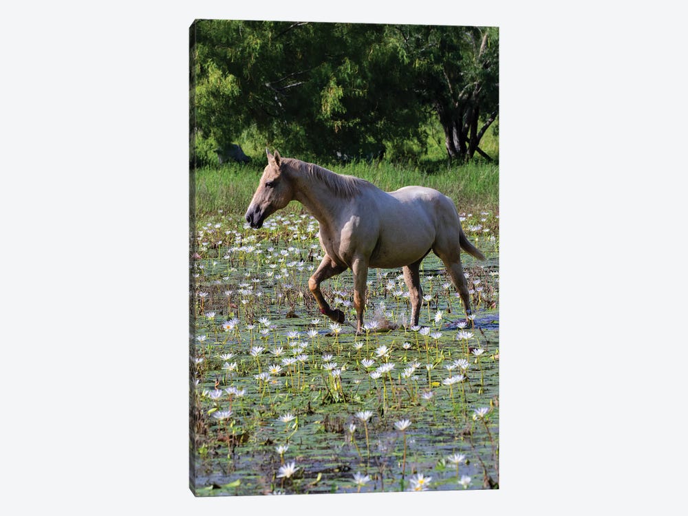 Horse wading in shallow pond. by Larry Ditto 1-piece Canvas Art