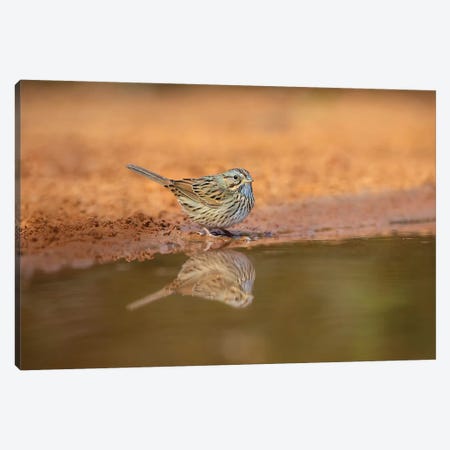 Lincoln's sparrow (Melospiza lincolnii) drinking. Canvas Print #LDI36} by Larry Ditto Canvas Wall Art