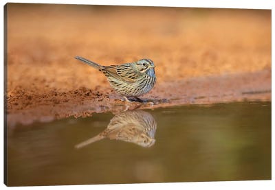 Lincoln's sparrow (Melospiza lincolnii) drinking. Canvas Art Print - Sparrow Art