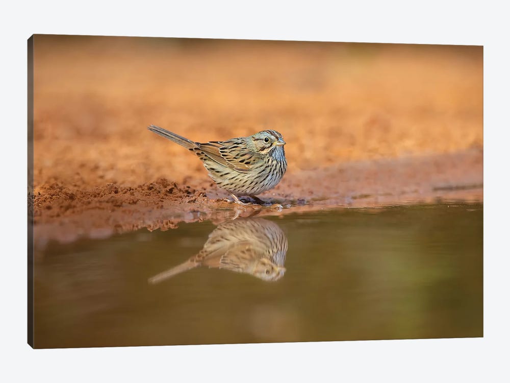 Lincoln's sparrow (Melospiza lincolnii) drinking. by Larry Ditto 1-piece Art Print