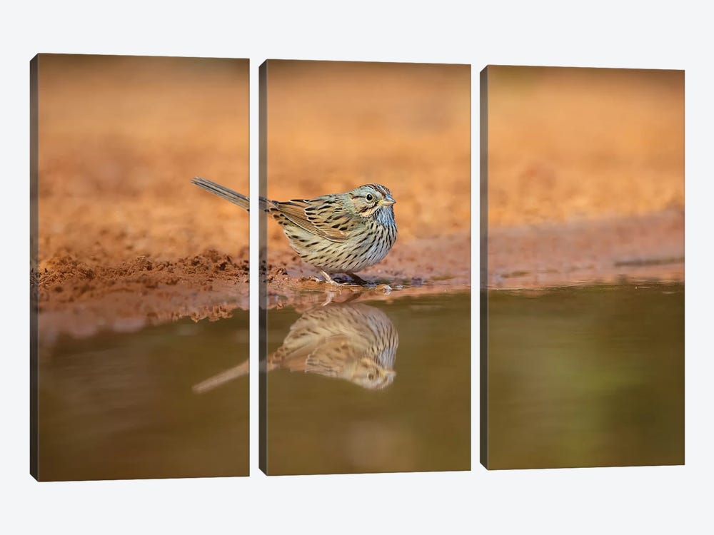 Lincoln's sparrow (Melospiza lincolnii) drinking. by Larry Ditto 3-piece Art Print