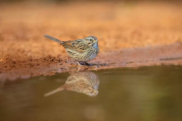 Sparrows: Lincoln's sparrow (Melospiza lincolnii) drinking. by Larry Ditto