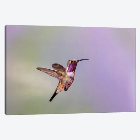 Lucifer hummingbird (Calothorax lucifer) male hovering. Canvas Print #LDI37} by Larry Ditto Canvas Art