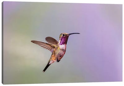 Lucifer hummingbird (Calothorax lucifer) male hovering. Canvas Art Print - Hummingbird Art
