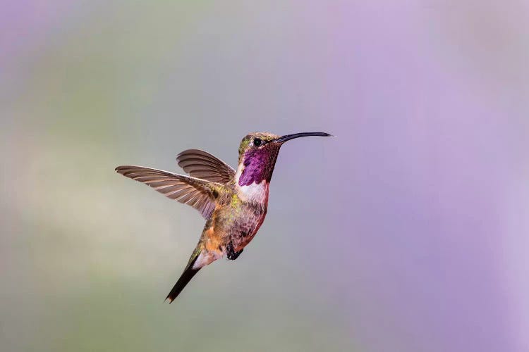 Lucifer hummingbird (Calothorax lucifer) male hovering.