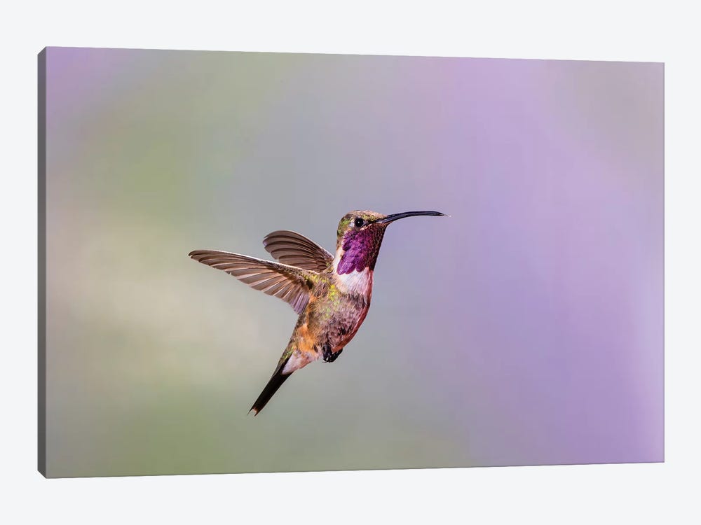 Lucifer hummingbird (Calothorax lucifer) male hovering. by Larry Ditto 1-piece Canvas Art